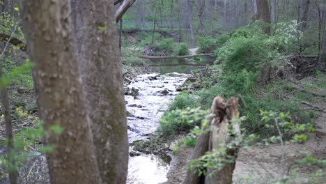 static slow-motion shot focuses on tranquil creek winding through lush forest