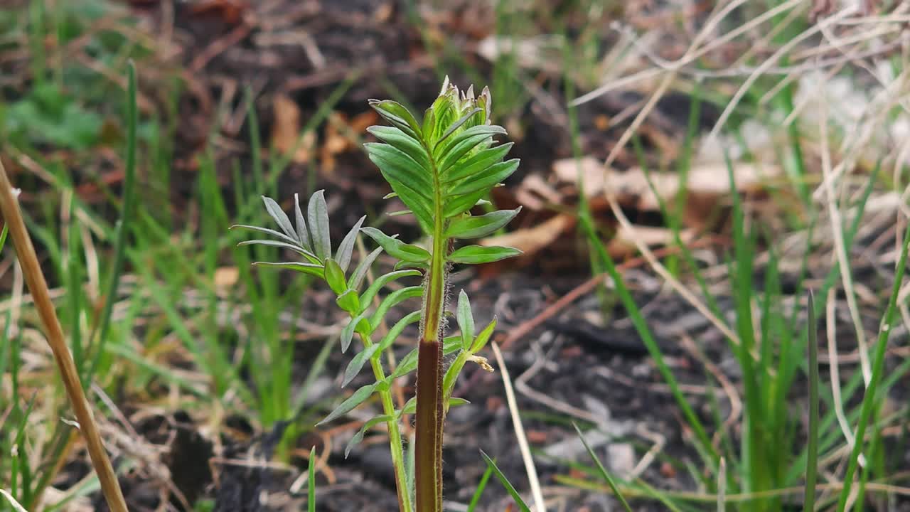 mano tocando una planta mientras las malezas están siendo tiradas en el fondo