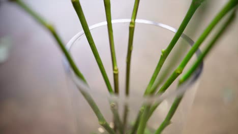 stems closeup in the bottle