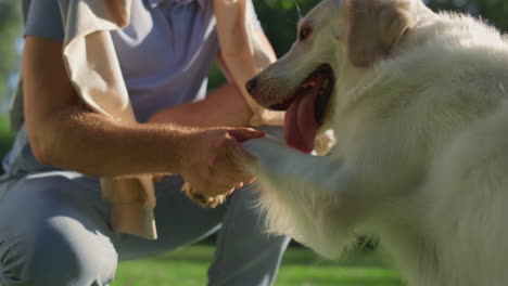 closeup adorable dog put paw in owner hand. man shaking grip sitting in park