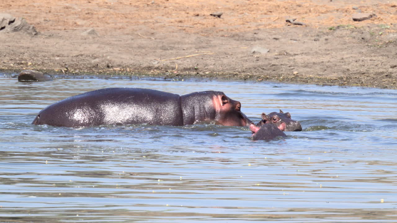 hipopótamo hembra joven tratando de alejarse del macho en el agua