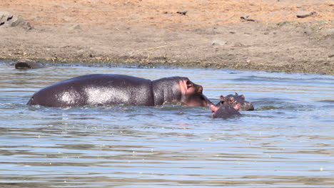Hippopotamus-young-female-trying-to-get-away-from-male-in-the-water