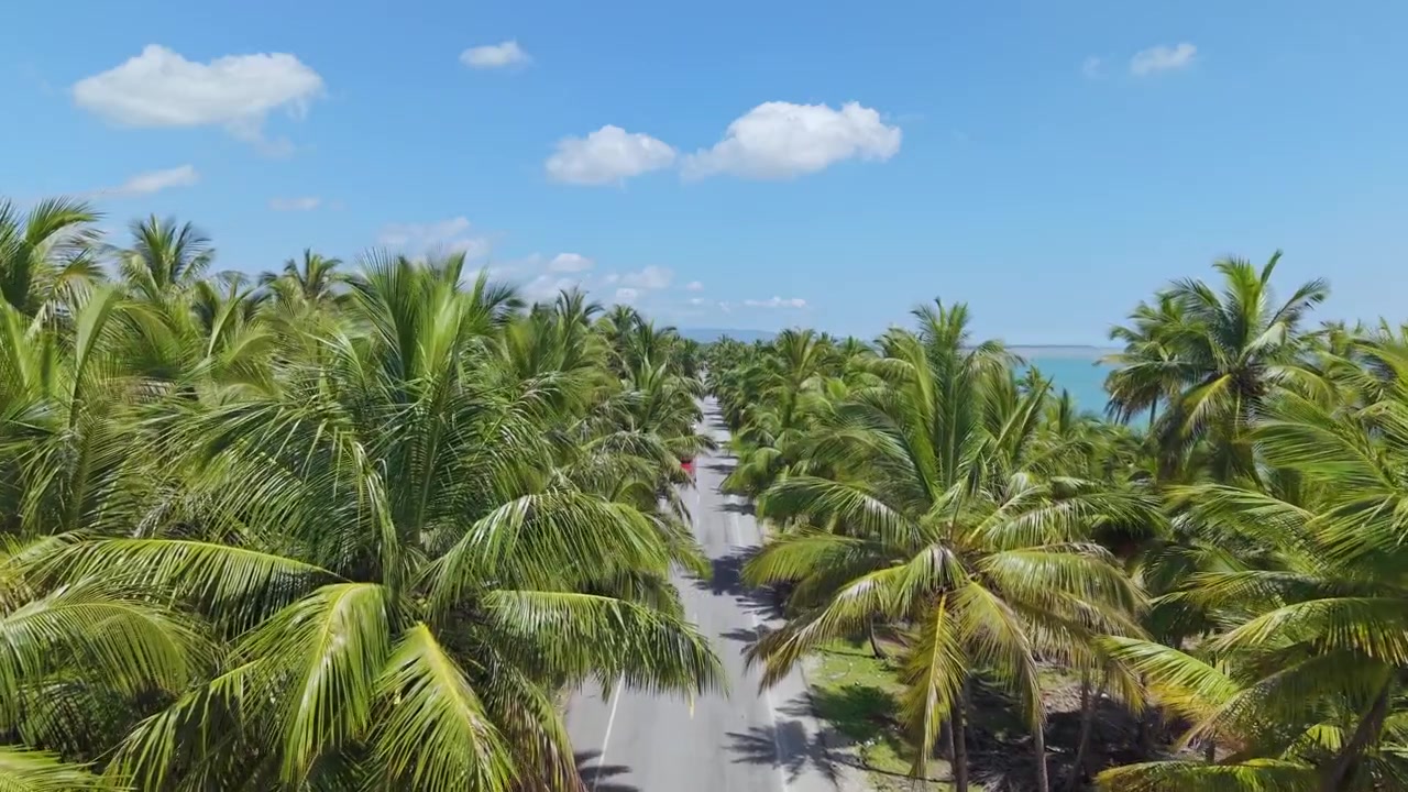 Strada asfaltata lungo fitte palme da cocco sotto un cielo azzurro limpido a Nagua, Repubblica Dominicana. - ripresa aerea.