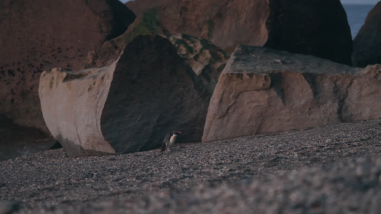 뉴질랜드 서부 해안의 모라키 호수 근처의 몬로 해변에서 해가 지는 동안 발견 된 희귀한 타와키