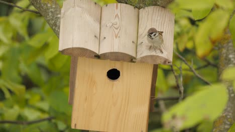 Tree-sparrow-bring-sticks-to-nest-box-but-then-change-mind