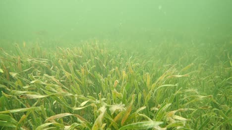 tropical seagrass in slow motion, florida