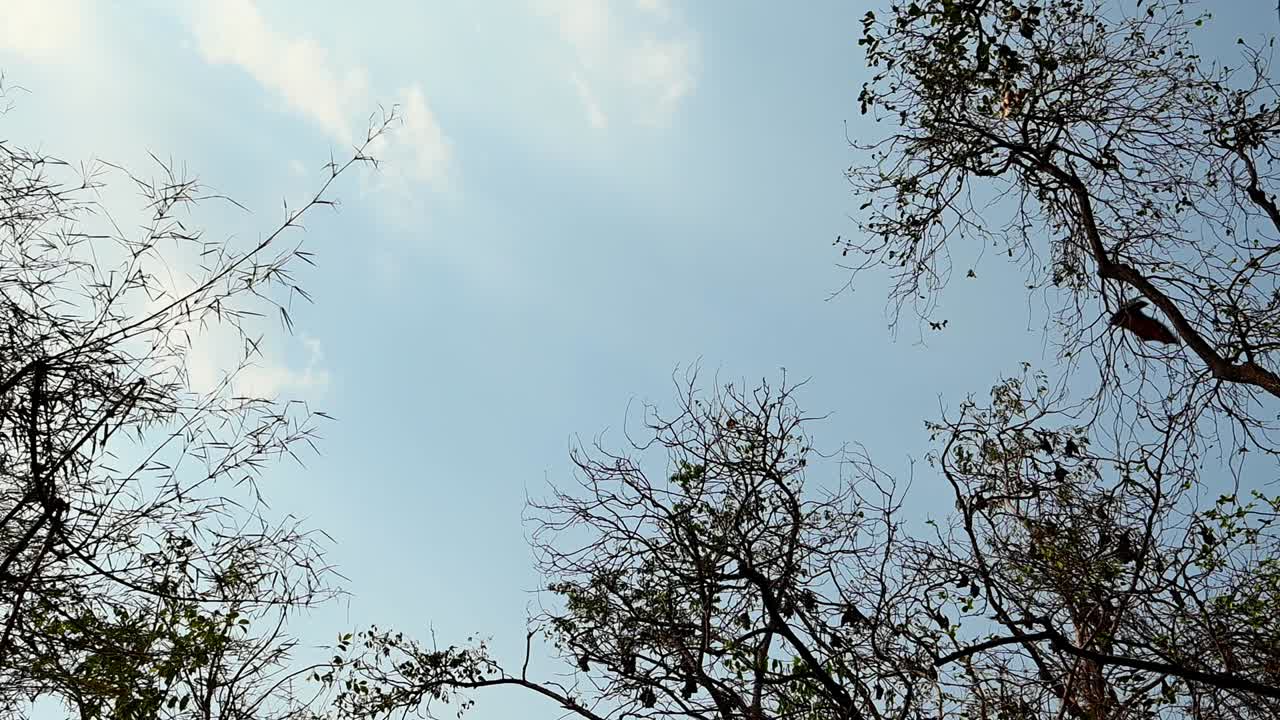 플라잉 폭스, pteropus lyleior