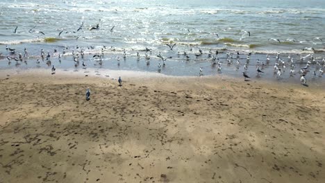 Pájaros-Volando-En-Un-Río-Primer-Plano-A-Amplia-Vista-De-Pájaro-Gaviotas-Drone-Volando-Pov