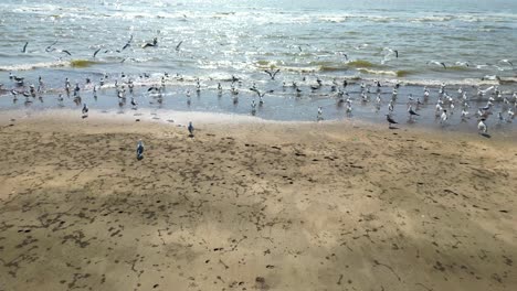 pájaros volando en un río primer plano a amplia vista de pájaro gaviotas drone volando pov