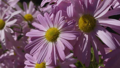 Cluster-Von-Asteraceae-An-Einem-Hellen-Und-Windigen-Tag