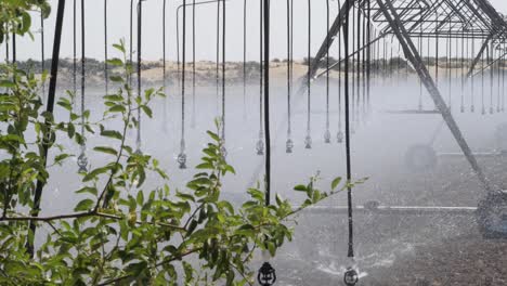 water being discharged from center pivot irrigation sprinkler system onto farmland in rural punjab