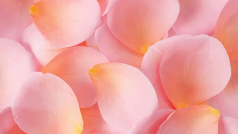 rose pink petals rotating. slow motion. macro shot. holiday backdrop, valentine's day concept.