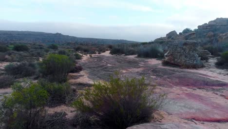 bushes on a rocky land 4k