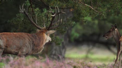 amazing red stag close up, walking, grazing, beautiful forest, netherlands, cinematic shallow depth of field, rare, red deer, camera panning