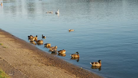 Ducks-and-mallards-on-the-shore-of-the-water-surface-resting-in-the-water-at-sunset