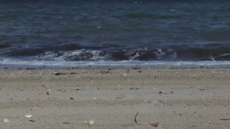 Close-up-of-shells-on-beach,-pan-up-to-look-out-to-sea,-Hampton-Bay,-Australia-Victoria