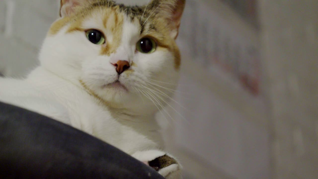 The head of a three-colored cat resting on a home chair