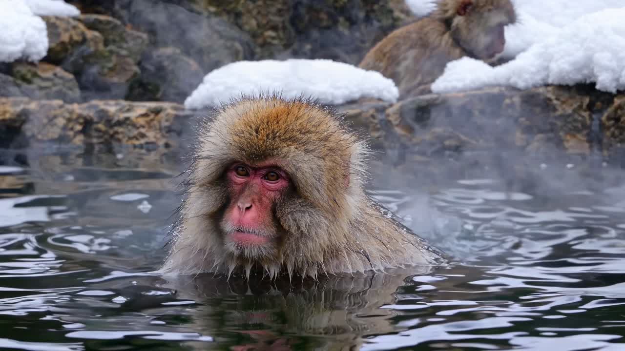 Close-up video of a Japanese macaque in a hot spring, capturing the serene atmosphere