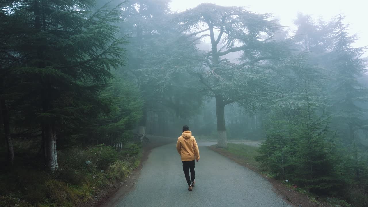 un tipo con chaqueta amarilla caminando dentro de un bosque lleno de cedros, en una carretera asfaltada y con niebla, en chrea - argelia