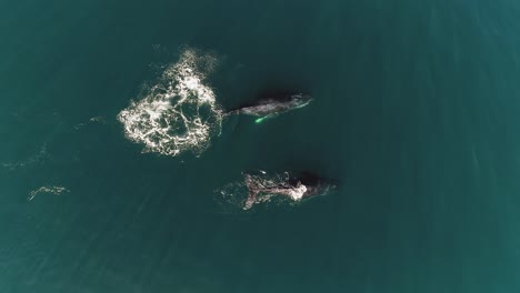 whale performing a powerful tail slap, while swimming in calm sea water - cenital, aerial view