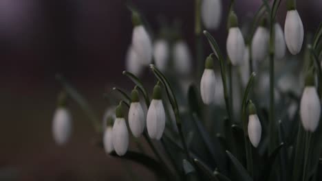 Galanthus,-Schneeglöckchen-Blumen-Hautnah-In-Einem-Park-In-Südschweden-1