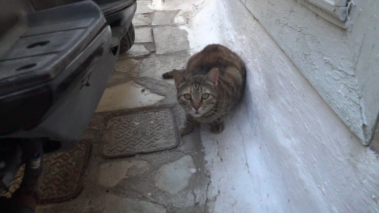 Câmera se aproximando de um gato marrom escondido em um beco grego atrás de uma motocicleta.