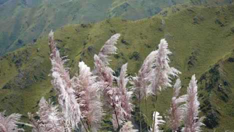 Breathtaking Mountain Landscape with Pampa Grass in Argentina