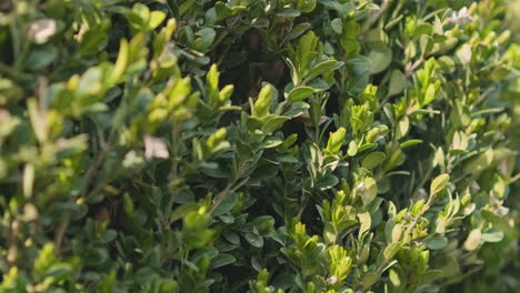 planta de boj ornamental verde con rayos de sol en las hojas durante un día de primavera - primer plano del control deslizante a la derecha