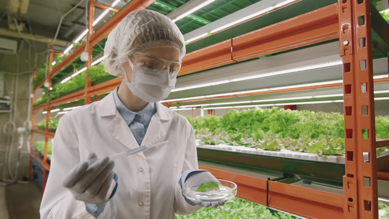 Biologist Working With Seedling In Vertical Farm
