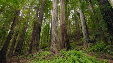 Walking among the giants a mother and kids in the redwoods
