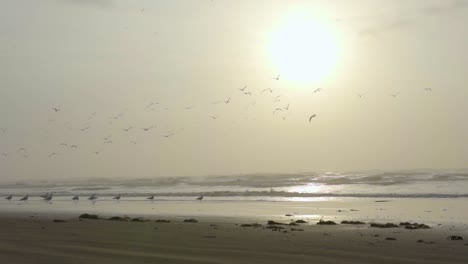 slow motion shot of a flock of birds flying away at the beach on an overcast foggy morning during sunrise