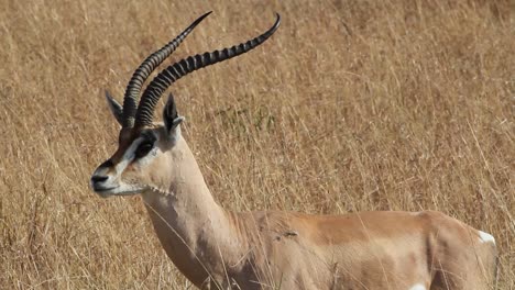 a male of grant's gazelle looking around in the african savannah, serengeti plains, tanzania