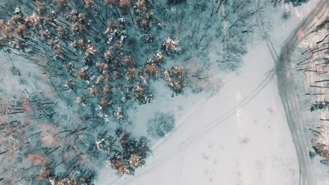 snowy forest aerial view