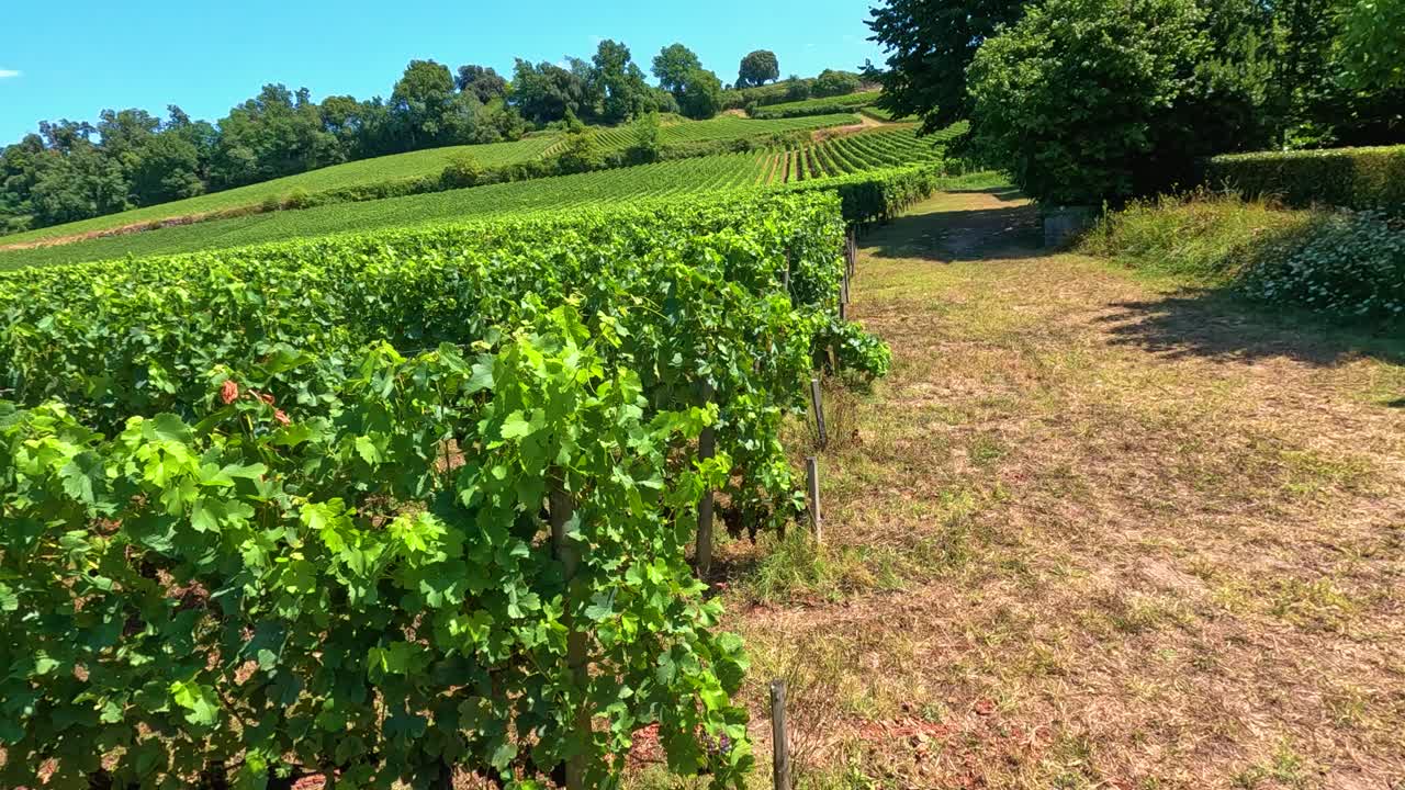 un paisaje de viñedos exuberantes bajo un cielo azul claro.