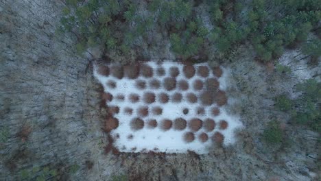 Wild-Forest-in-Winter-Season-With-Trees-and-Snow-Covered-Land,-Aerial-Top-Down-View