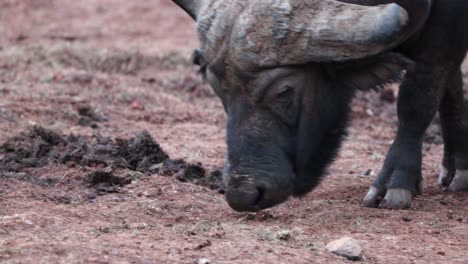 close-up of a cape buffalo boss in safari park in kenya, east africa