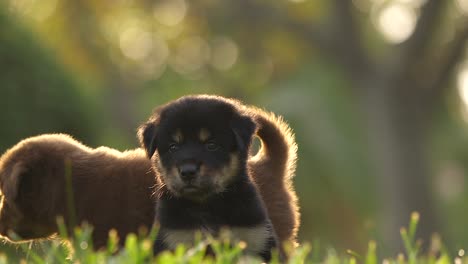 dos adorables cachorros rottweiler en la hierba durante la hora dorada