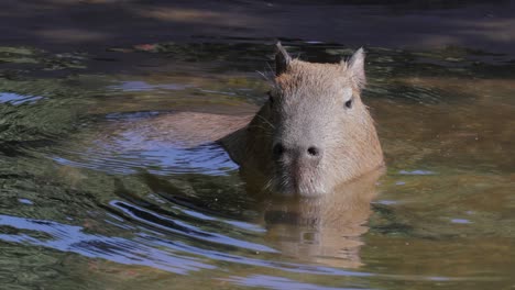 capybara swimming in water