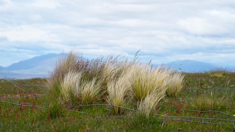 hierba de tussock ondeando con viento fuerte y una valla caída en un prado verde