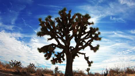 Sun-flare-shines-through-branches-of-silhouette-Joshua-tree,-Timelapse