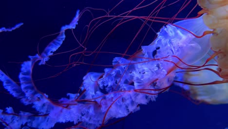 Colorful-jellyfish-swim-gracefully-in-deep-blue-water,-their-tentacles-flowing-elegantly