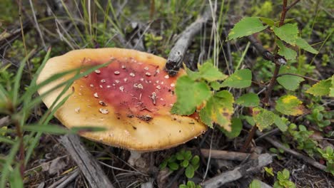 a striking mushroom proudly stands amid the lush greenery of yakutia, showcasing nature's artistry during the harvest season