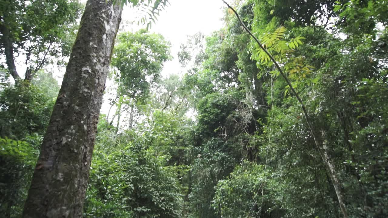Looking Up Dense Green Jungle - Forest to an Overcast Cloudy Day, Tilt Up Shot
