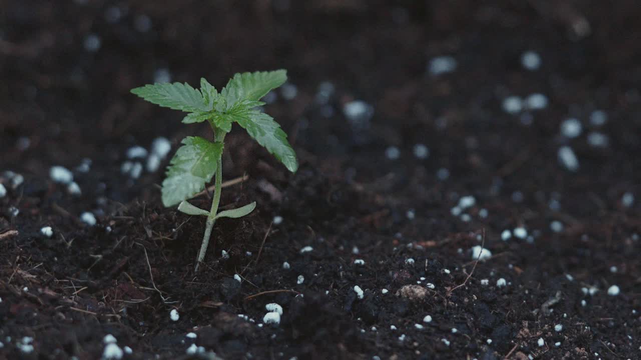 Medical marijuana plant CBD cannabis in the lab