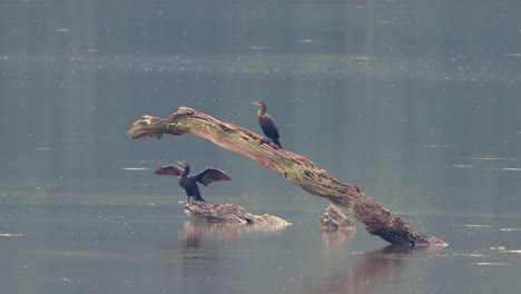 Some-Comorants-sitting-on-a-dead-branch-in-the-middle-of-a-lake