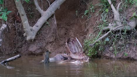 Monitor-De-Agua-Asiático,-Varanus-Salvator,-Tailandia