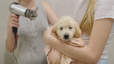 dueño del perro secando al cachorro con el secador de pelo después del baño