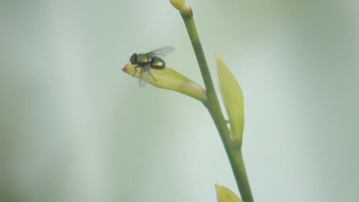Macro of fruit fly grooming