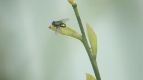 Macro-of-fruit-fly-grooming