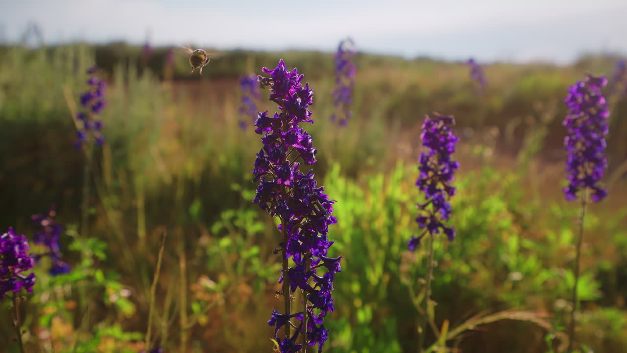 Bee Gathers Pollen From A Purple Wildflower - Close Up